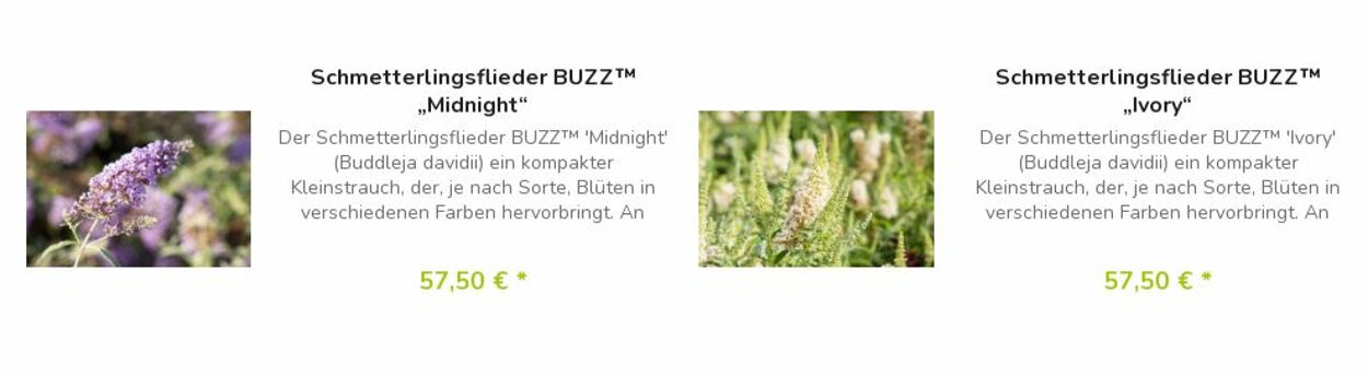 Prospekt Blumen Risse 24.04.2023 - 03.05.2023