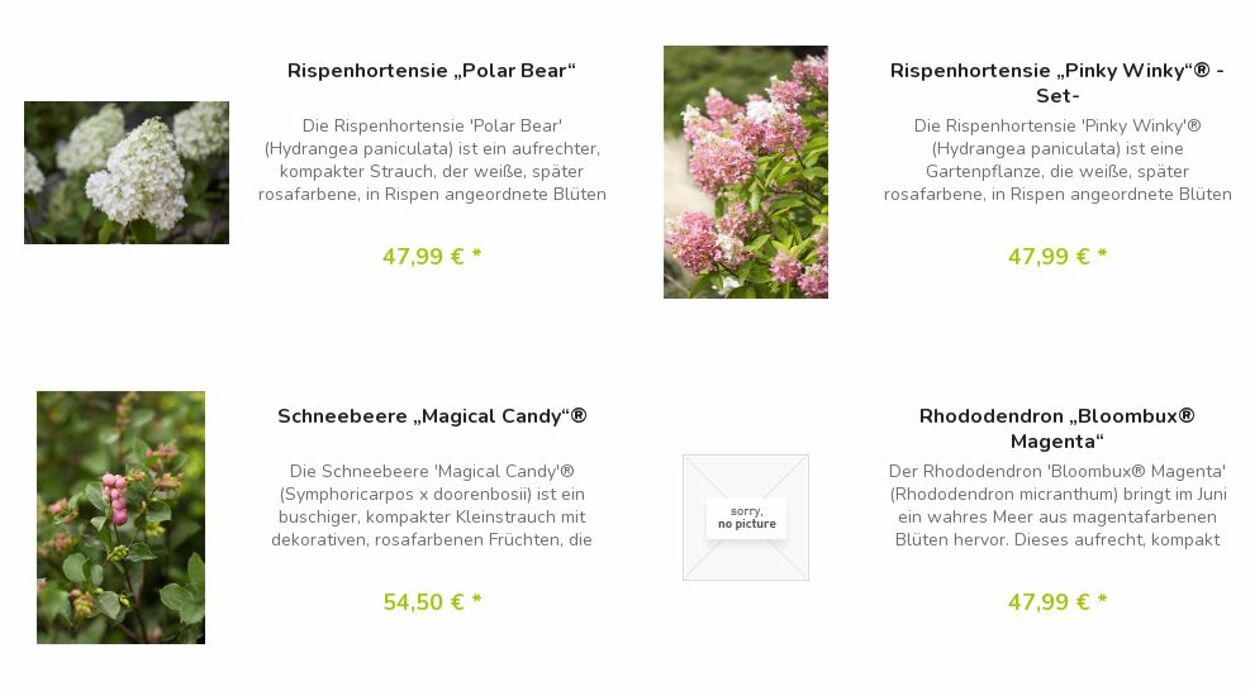 Prospekt Blumen Risse 17.04.2023 - 26.04.2023