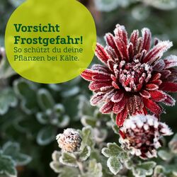 Prospekt Pflanzen-Kölle 21.11.2022-30.11.2022